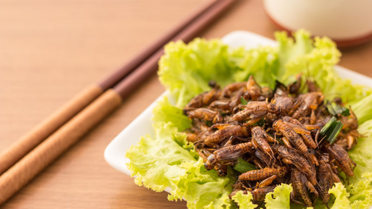 Frittierte Insekten auf einem Teller mit Salat; Copyright Panthermedia