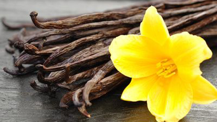 Vanilleschoten mit Blüte, Copyright fotolia.com