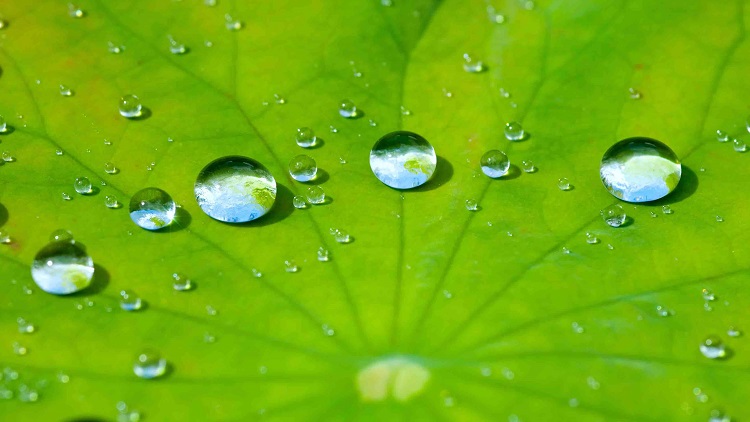 Lotosblatt mit Wassertropfen, Copyright Panthermedia