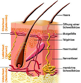 Aufbau der Haut